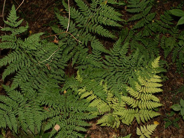 Dryopteris dilatata